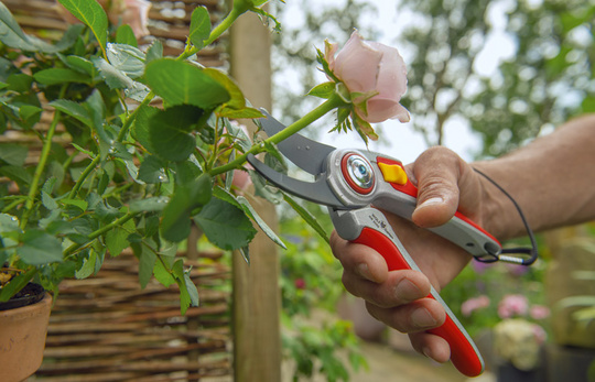 Rose wird mit Gartenschere abgeschnitten