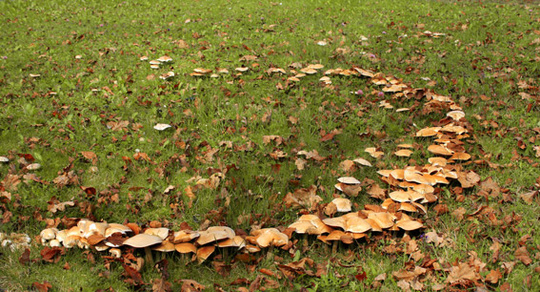 Pilze wachsen kreisförmig auf dem Rasen (sogenannter Hexenring)