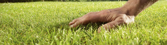 Hand berührt Rasen