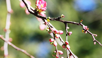 Ein Ast mit Kirschblüten in der Sonne