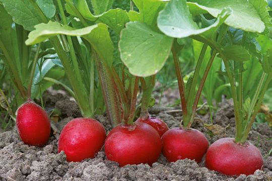 Radieschen_Beet