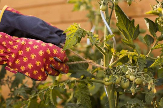 Wolf-Garten_Tomaten_Gartenhandschuhe