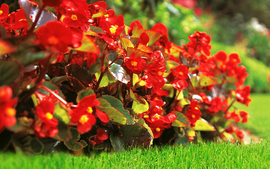 Rot blühende Pflanze im Garten