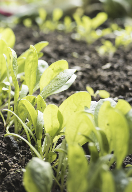 Junge Nutzpflanzen im Beet