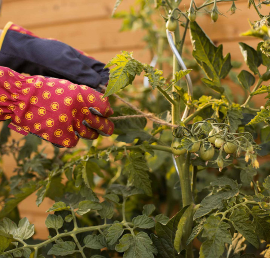 Wolf-Garten_Juni-9_Tomaten_Gartenhandschuhe