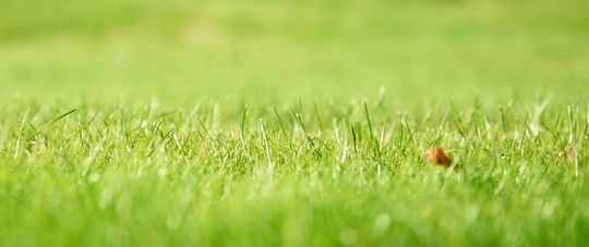 Nahe Aufnahme eines sattgrünen Rasen