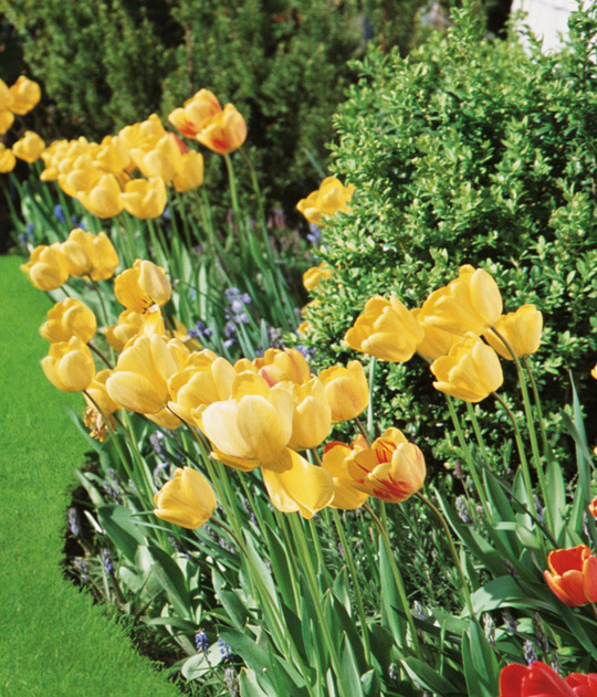 Tulpen_Rasen_Wolf_Garten