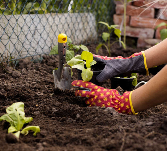 Salat_Gartenhandschuhe_Wolf-Garten_Juni-6