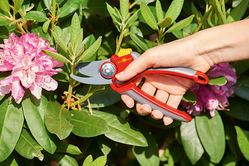 Rhododendron wird gekappt mit einer Gartenschere