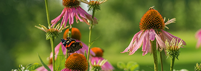 650_99_Flower_F10_2018_01_banner