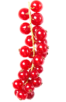 Johannisbeeren