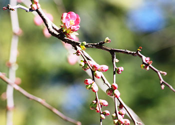 Ein Ast mit Kirschblüten in der Sonne