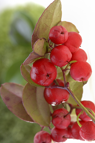 beeren_gaultheria