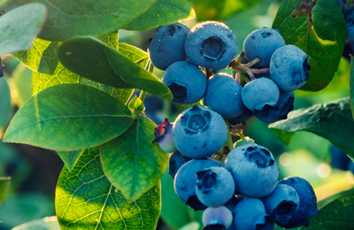 berry_box