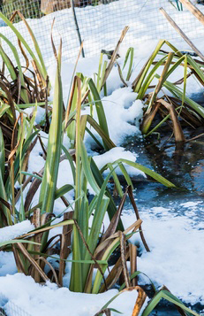 Schneebedecktes Gras