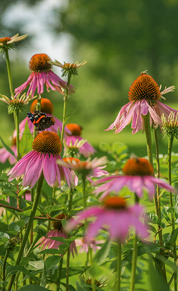 flower_insect