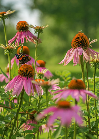 flower_insect_crop