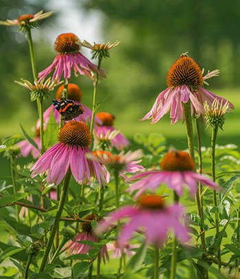 flower_insects