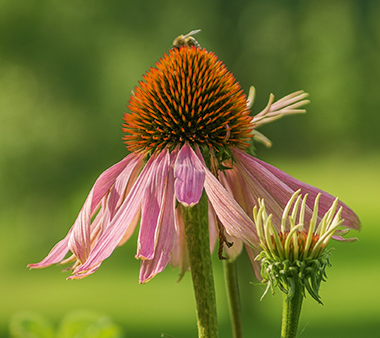 flowerbee