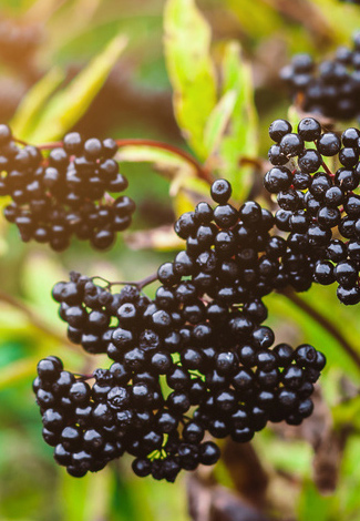 Schwarze Holunderbeeren