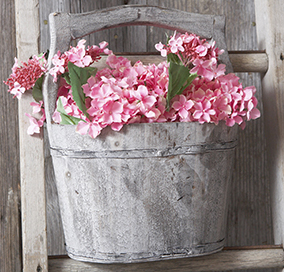 Pinke Blumen im Kübel