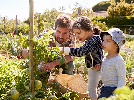 Vater mit Kleinkindern beobachtet Tomatenpflanze