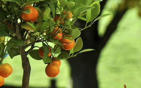 obst_baum