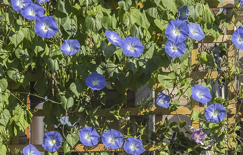 pergola_flowers