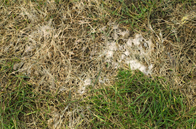 Der richtige Rasen - Tipps & Tricks | WOLF-Garten