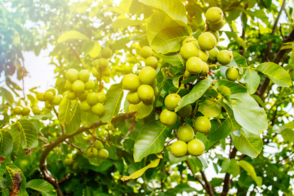 Walnussbaum mit Früchten