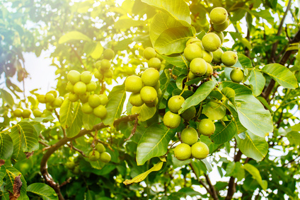 walnuss_walnut_tree