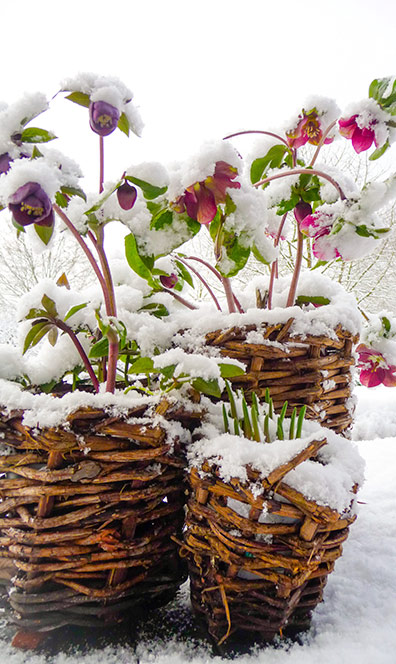 Schneebedeckte Kübelpflanzen